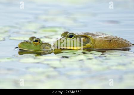 Grenouilles taureaux. Lithobates catesbeianus. Accouplement de grenouilles taureaux. Parc national de la Mauricie. Province de Québec. Canada Banque D'Images