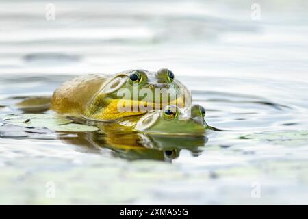 Grenouilles taureaux. Lithobates catesbeianus. Accouplement de grenouilles taureaux. Parc national de la Mauricie. Province de Québec. Canada Banque D'Images