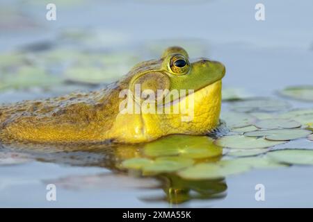 Grenouille taureau, Lithobates catesbeianus. Une grenouille-taureau mâle flottant sur un lac et appelant quand un autre mâle s'approche trop près de son territoire. La Banque D'Images