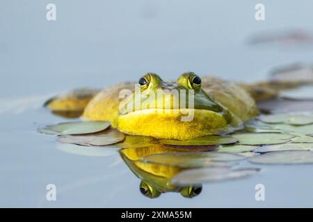 Grenouille taureau, Lithobates catesbeianus. Une grenouille-taureau mâle flottant sur un lac et appelant quand un autre mâle s'approche trop près de son territoire. La Banque D'Images