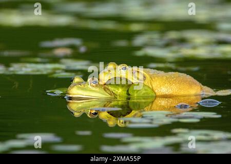 Grenouilles taureaux. Lithobates catesbeianus. Accouplement de grenouilles taureaux. Parc national de la Mauricie. Province de Québec. Canada Banque D'Images