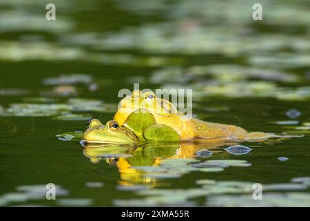 Grenouilles taureaux. Lithobates catesbeianus. Accouplement de grenouilles taureaux. Parc national de la Mauricie. Province de Québec. Canada Banque D'Images