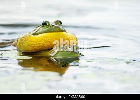 Grenouilles taureaux. Lithobates catesbeianus. Accouplement de grenouilles taureaux. La grenouille-taureau mâle appelle quand un autre mâle s'approche trop d'eux. La Mauricie Banque D'Images