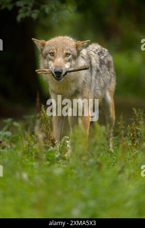 Loup (Canis lupus), portant un bâton dans sa bouche, debout dans une forêt verdoyante, été, Allemagne Banque D'Images