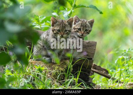 Deux chatons curieux explorant un morceau de bois à la campagne, chat sauvage (Felis silvestris), chatons, Allemagne Banque D'Images