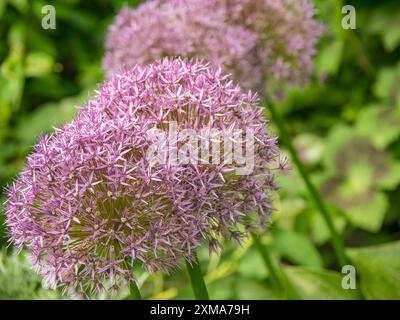 Gros plan de fleurs de poireau ornementales violettes sur fond de feuilles vertes, Borken, muensterland, allemagne Banque D'Images