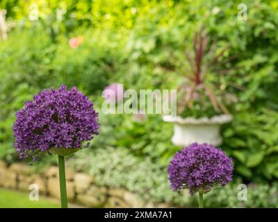 Gros plan de fleurs d'ail ornementales violettes dans un jardin vert avec un fond flou, Borken, muensterland, allemagne Banque D'Images