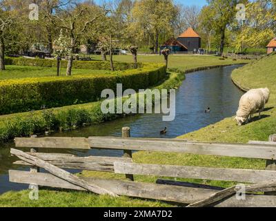 Un mouton paissant sur la rive d'un ruisseau avec des canards nageurs, entouré d'une clôture et d'arbres dans le village, enkhuizen, pays-bas Banque D'Images