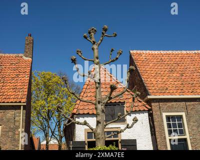 Maisons avec des toits de tuiles rouges et un arbre taillé contre un ciel bleu clair, enkhuizen, pays-bas Banque D'Images