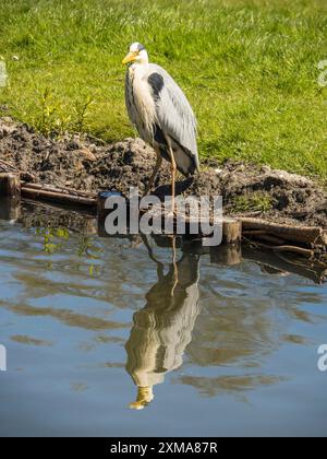 Un héron gris se dresse sur la rive d'un étang, avec son reflet dans l'eau, enkhuizen, pays-bas Banque D'Images