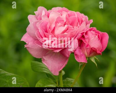 Deux roses roses en pleine floraison sur fond vert, borken, westphalie, allemagne Banque D'Images