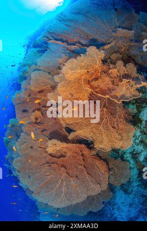 Plusieurs grands coraux en éventail (molls Annella) poussant dans le récif corallien sur le mur de récif escarpé tombent dans le site de plongée Giftun Island, mer Rouge, Hurghada, Egypte Banque D'Images
