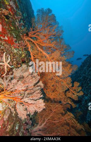 Grands fans de coraux en éventail (Melithaea ochracea), Indo-Pacifique, mer d'Andaman, îles Similan, Thaïlande Banque D'Images