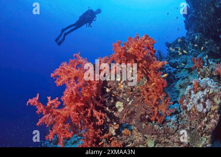 Grand corail mou rouge (Dendronephthya), silhouette de plongeur en arrière-plan, mer Rouge, Port Ghalib, Egypte Banque D'Images