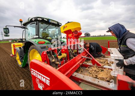 Les pommes de terre de primeur sont placées dans le sol du champ avec une machine à planter, Agriculture, printemps Banque D'Images