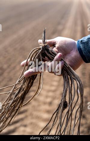 La ferme d'asperges, plante d'asperges, est plantée dans un champ, après une bonne année, la première asperge pousse du rhizome, la plante reste dans le sol Banque D'Images