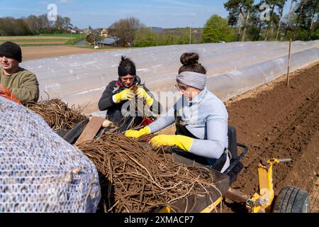 Ferme d'asperges, plante d'asperges, plantée dans un champ, avec une machine à planter, après une bonne année la première asperge pousse à partir du rhizome, la plante Banque D'Images