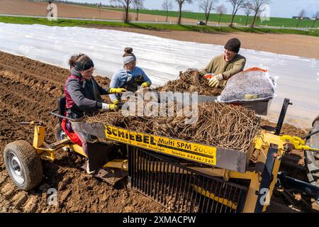 Ferme d'asperges, plante d'asperges, plantée dans un champ, avec une machine à planter, après une bonne année la première asperge pousse à partir du rhizome, la plante Banque D'Images