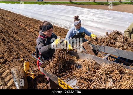 Ferme d'asperges, plante d'asperges, plantée dans un champ, avec une machine à planter, après une bonne année la première asperge pousse à partir du rhizome, la plante Banque D'Images