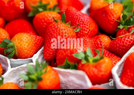 Fraises fraîchement récoltées, emballées dans des boîtes et des caisses pour le consommateur, culture de fraises en serre, jeunes plants de fraises poussent Banque D'Images