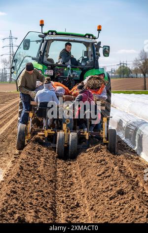 Ferme d'asperges, plante d'asperges, plantée dans un champ, avec une machine à planter, après une bonne année la première asperge pousse à partir du rhizome, la plante Banque D'Images