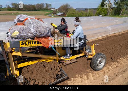 Ferme d'asperges, plante d'asperges, plantée dans un champ, avec une machine à planter, après une bonne année la première asperge pousse à partir du rhizome, la plante Banque D'Images