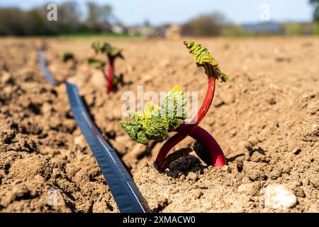 Jeune plante de rhubarbe, juste plantée dans un champ, tuyau pour l'irrigation artificielle Banque D'Images