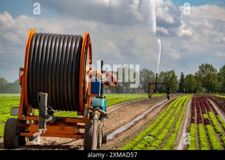 Un champ est irrigué artificiellement, de l'eau est pulvérisée sur le champ via un système d'irrigation, champ avec différentes plantes de laitue, à différentes étapes Banque D'Images