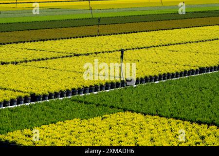 Entreprise horticole, plantes de bruyère à balai, dans des pots de fleurs, à l'extérieur, Calluna vulgaris, Rhénanie du Nord-Westphalie, Allemagne Banque D'Images