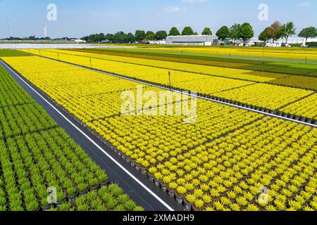 Entreprise horticole, plantes de bruyère à balai, dans des pots de fleurs, à l'extérieur, Calluna vulgaris, Rhénanie du Nord-Westphalie, Allemagne Banque D'Images