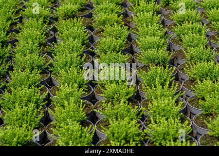 Entreprise horticole, plantes de bruyère à balai, dans des pots de fleurs, à l'extérieur, Calluna vulgaris, Rhénanie du Nord-Westphalie, Allemagne Banque D'Images