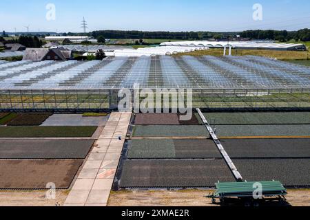 Entreprise horticole, irrigation avec un système d'arrosage, mobile sur roues en plein air, serre, divers types de plantes en pot poussent ici Banque D'Images