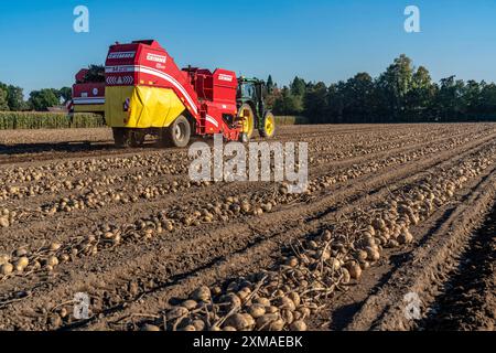 Récolte des pommes de terre, dite méthode de récolte fractionnée, les tubercules sont d'abord retirés du sol, avec une récolteuse de pommes de terre, à l'ombre Banque D'Images