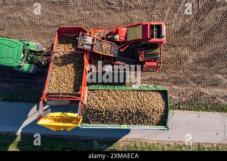 La récolte des pommes de terre, dite méthode de récolte fractionnée, les tubercules sont d'abord retirés du sol avec un planteur en rangs, puis, après un court séchage Banque D'Images