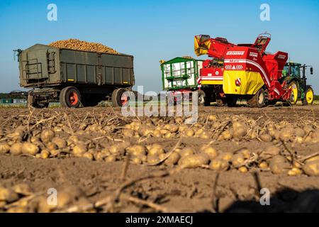 Récolte des pommes de terre, dite méthode de récolte fractionnée, les tubercules sont d'abord retirés du sol, avec une récolteuse de pommes de terre, andainage, pommes de terre Banque D'Images