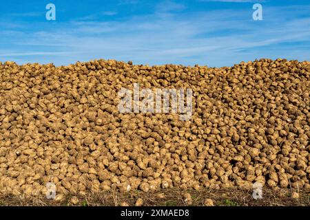 Agriculture, betteraves sucrières sont empilées en bordure du champ après récolte, pile de betteraves, stockage intermédiaire devant le transport vers le sucre Banque D'Images