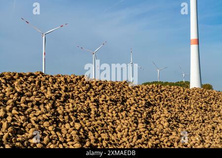 Agriculture, betteraves sucrières sont empilées en bordure du champ après récolte, pile de betteraves, stockage intermédiaire devant le transport vers le sucre Banque D'Images