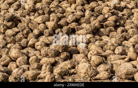 Agriculture, betteraves sucrières sont empilées en bordure du champ après récolte, pile de betteraves, stockage intermédiaire devant le transport vers le sucre Banque D'Images