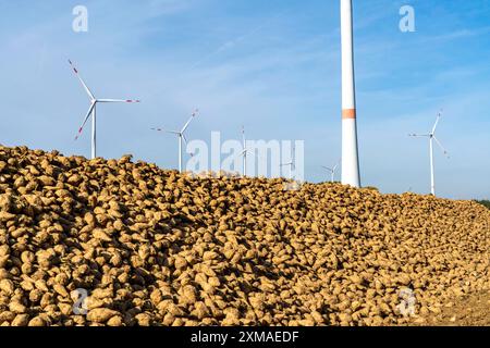 Agriculture, betteraves sucrières sont empilées en bordure du champ après récolte, pile de betteraves, stockage intermédiaire devant le transport vers le sucre Banque D'Images