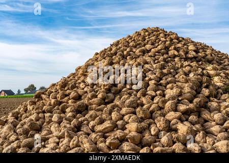 Agriculture, betteraves sucrières sont empilées en bordure du champ après récolte, pile de betteraves, stockage intermédiaire devant le transport vers le sucre Banque D'Images