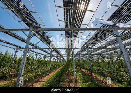 Usine d’essai agrophotovoltaïque, un verger de pommiers avec deux systèmes différents de modules photovoltaïques a été couvert sur 3000 mètres carrés, la pluie et la lumière du soleil viennent Banque D'Images