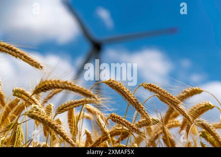 Champ de céréales, prêt pour la récolte, orge, épis de grain, rotors d'une centrale éolienne Banque D'Images