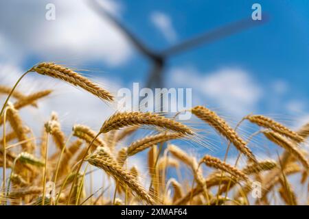 Champ de céréales, prêt pour la récolte, orge, épis de grain, rotors d'une centrale éolienne Banque D'Images