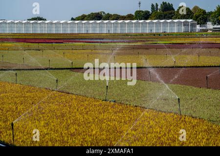 Entreprise horticole, irrigation avec un système d'arrosage, à l'extérieur, les plantes poussent ici pour être vendues dans les magasins de fleurs, supermarchés, magasins de bricolage, jardin Banque D'Images