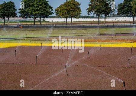 Entreprise horticole, irrigation avec un système d'arrosage, à l'extérieur, les plantes poussent ici pour être vendues dans les magasins de fleurs, supermarchés, magasins de bricolage, jardin Banque D'Images