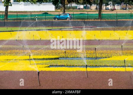 Entreprise horticole, irrigation avec un système d'arrosage, à l'extérieur, les plantes poussent ici pour être vendues dans les magasins de fleurs, supermarchés, magasins de bricolage, jardin Banque D'Images