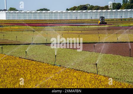 Entreprise horticole, irrigation avec un système d'arrosage, à l'extérieur, les plantes poussent ici pour être vendues dans les magasins de fleurs, supermarchés, magasins de bricolage, jardin Banque D'Images