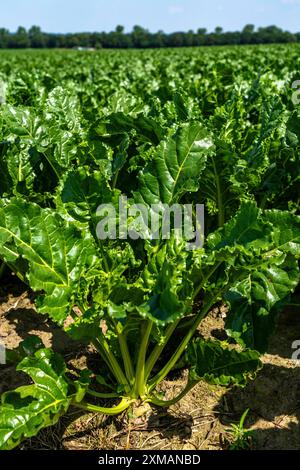 Agriculture, champ, champ de betterave sucrière, stade précoce de croissance, croissance vigoureuse, près d'Issum, Rhénanie-du-Nord-Westphalie, Allemagne Banque D'Images