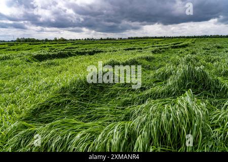 Champ de brins d'herbe abattus après de fortes pluies, près de Geilenkirchen Rhénanie du Nord-Westphalie, Allemagne Banque D'Images