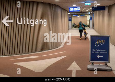 Vélos à la station de location OV-Fiets, à la gare centrale d'Utrecht, des centaines de vélos de location en attente d'utilisation, offre du chemin de fer néerlandais NS, pour Banque D'Images